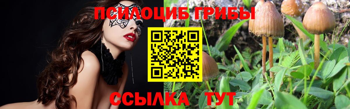 Пугачёв  Псилоцибиновые грибы Cubensis  Вход с VPN  Псилоцибиновые грибы Cubensis 